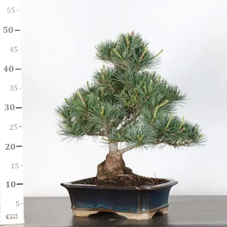 image supplémentaire - PIN BLANC DU JAPON...