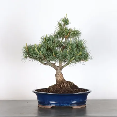 PIN BLANC DU JAPON "PENTAPHYLLA" 2-9