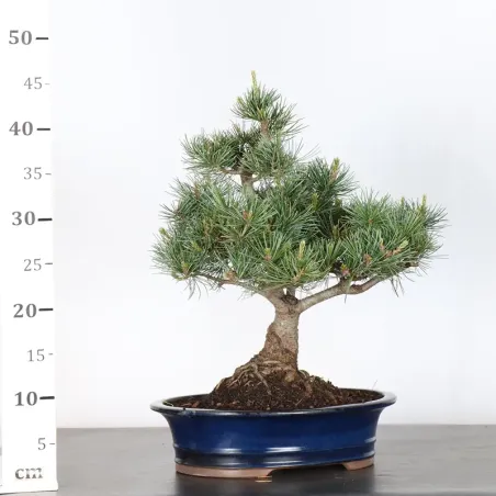 image supplémentaire - JAPANESE WHITE PINE...