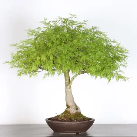 image supplémentaire - JAPANESE MAPLE "ACER...