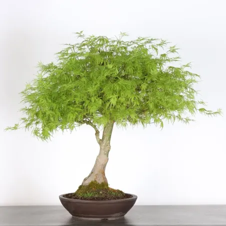 Bonsai Erable Palmatum Seiryu ASE-1-1