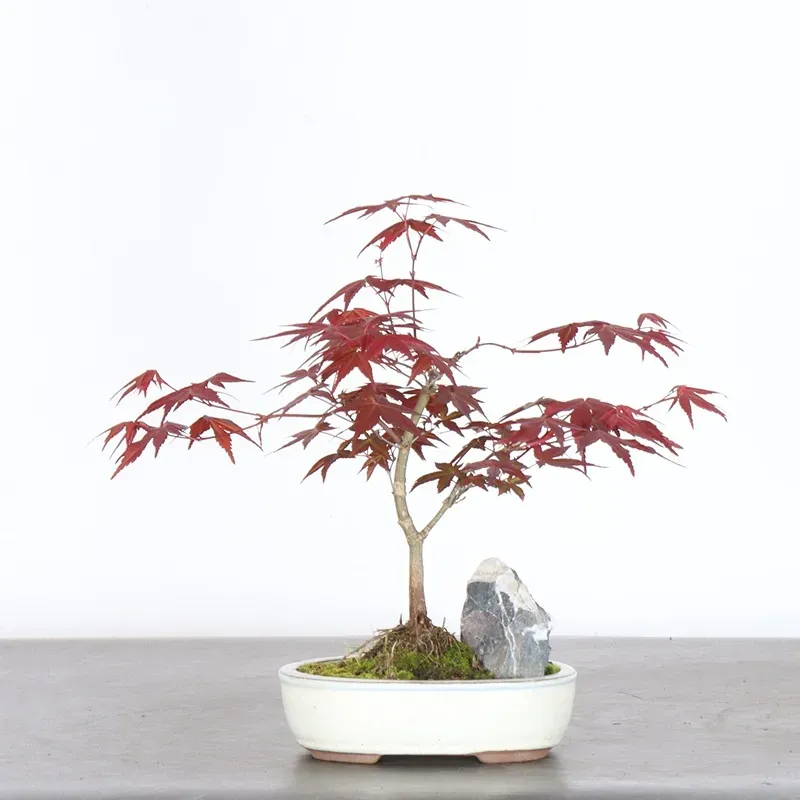 ÉRABLE ROUGE DU JAPON "ACER DESHOJO" 1-14