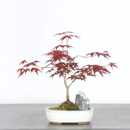 ÉRABLE ROUGE DU JAPON "ACER DESHOJO" 1-14