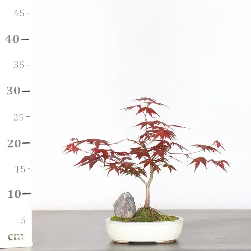 image supplémentaire - ÉRABLE ROUGE DU JAPON "ACER...