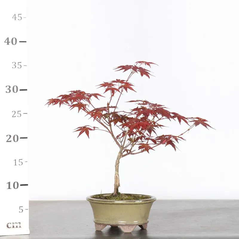 image supplémentaire - ÉRABLE ROUGE DU JAPON "ACER...