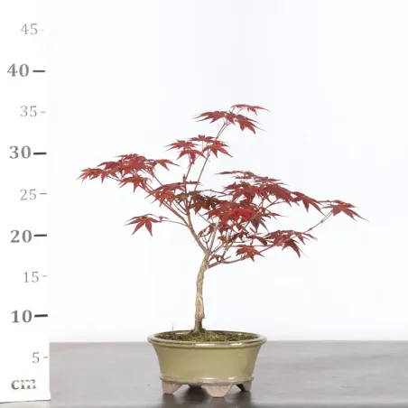 image supplémentaire - ÉRABLE ROUGE DU JAPON "ACER...