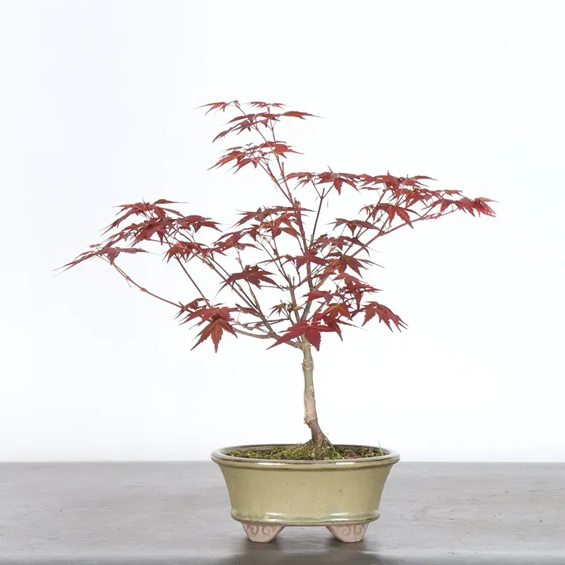 ÉRABLE ROUGE DU JAPON "ACER DESHOJO" 1-20