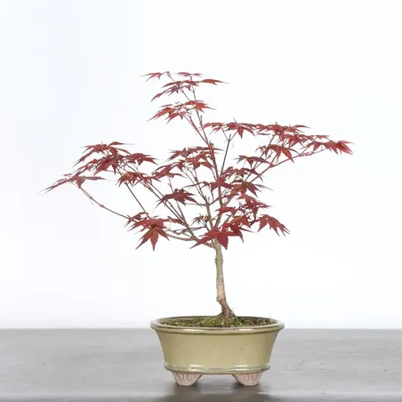 JAPANESE RED MAPLE "ACER DESHOJO" 1-20