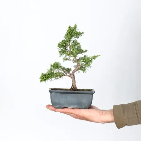 JUNIPERUS ITOIGAWA 1-23