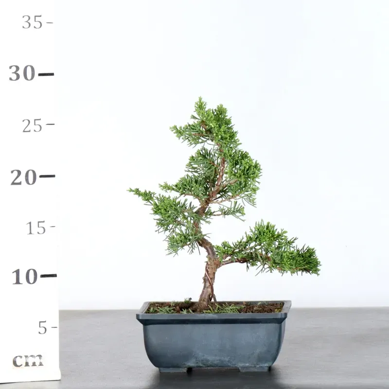 image supplémentaire - JUNIPERUS ITOIGAWA 1-23
