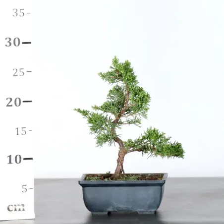 image supplémentaire - JUNIPERUS ITOIGAWA 1-23
