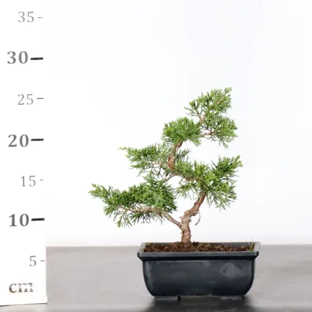 image supplémentaire - GENÉVRIER "JUNIPERUS...