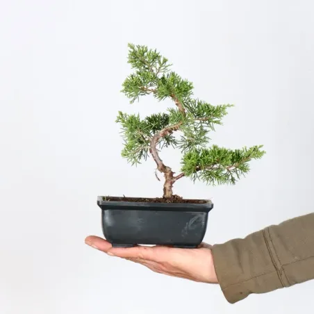 Bonsai Genévrier de Chine