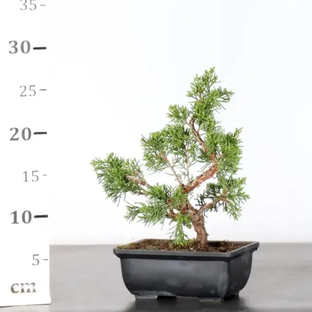 image supplémentaire - GENÉVRIER "JUNIPERUS...