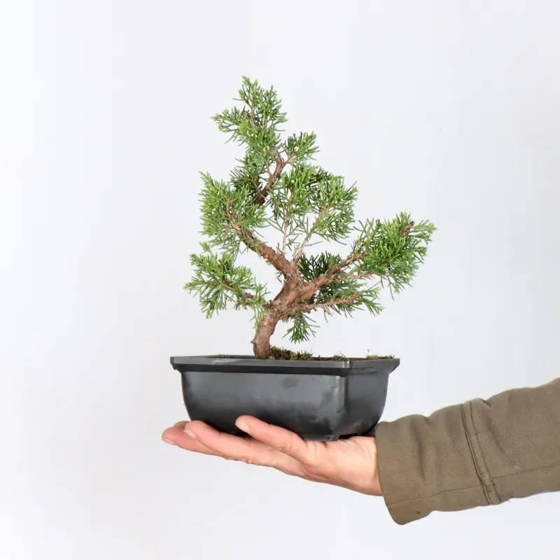 GENÉVRIER "JUNIPERUS ITOIGAWA" 2-14