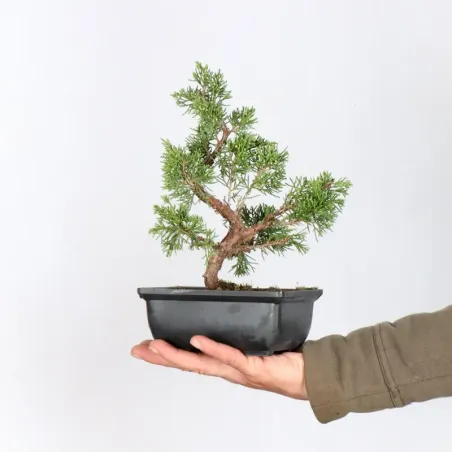 GENÉVRIER "JUNIPERUS ITOIGAWA" 2-14