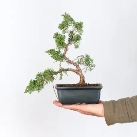 Genévrier "juniperus itoigawa" 2-4