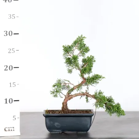 image supplémentaire - Juniper "juniperus...