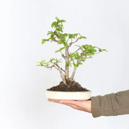 Bonsai Charms CH-1-2