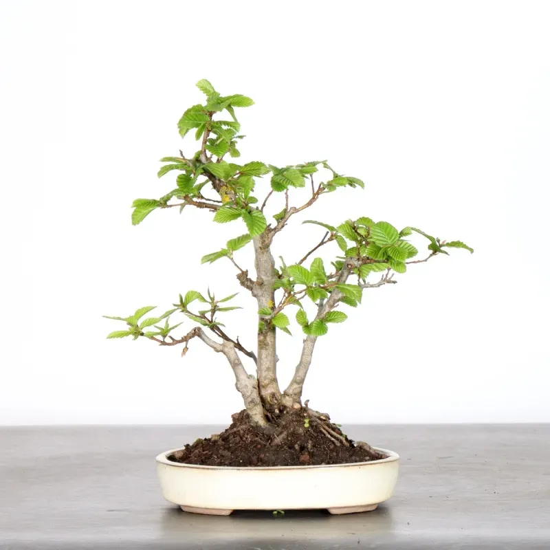 image supplémentaire - Hornbeam "Carpinus" 1-2
