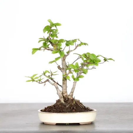 image supplémentaire - CHARME "Carpinus" 1-2