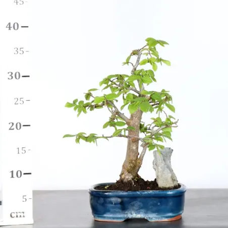 image supplémentaire - CHARME "Carpinus" 1-4