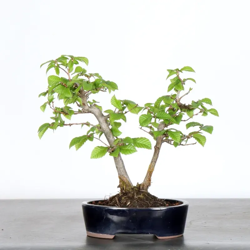 image supplémentaire - Hornbeam "carpinus" 1-6