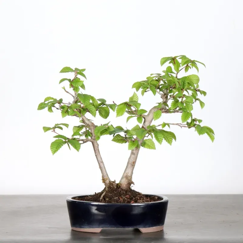 Bonsai CH-1-6 Charms