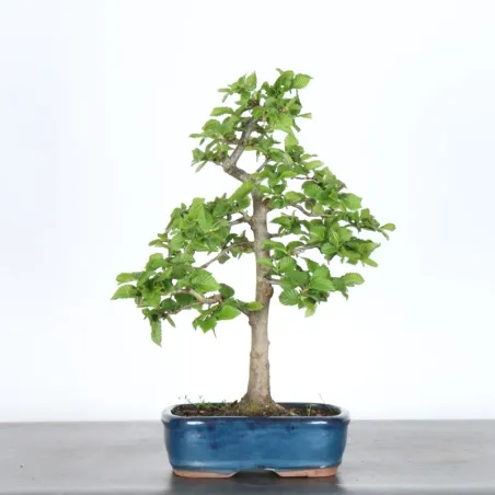 CHARME "Carpinus" 2-22