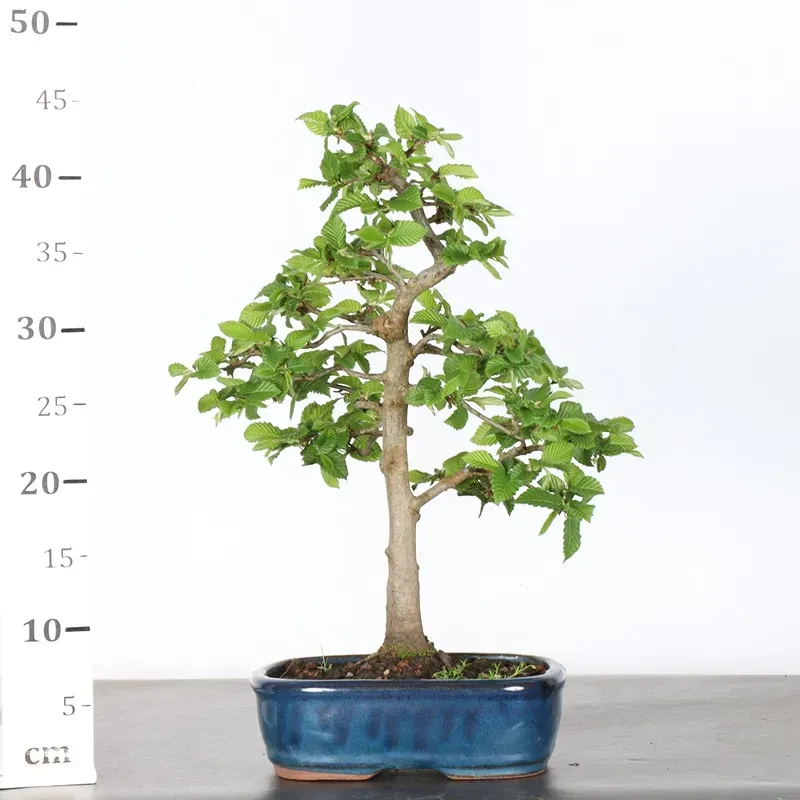 image supplémentaire - CHARME "Carpinus" 2-22