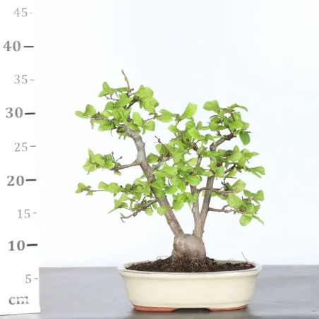 image supplémentaire - HORNBEAM "CARPINUS" 2-25