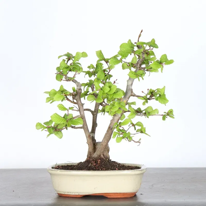HORNBEAM "CARPINUS" 2-25