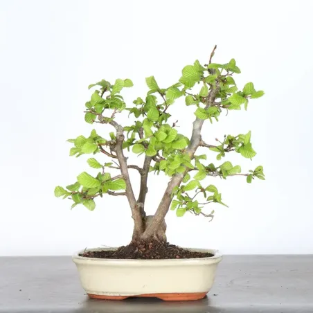 HORNBEAM "CARPINUS" 2-25