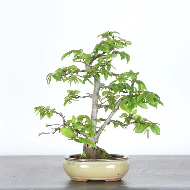 CHARME "Carpinus" 2-23