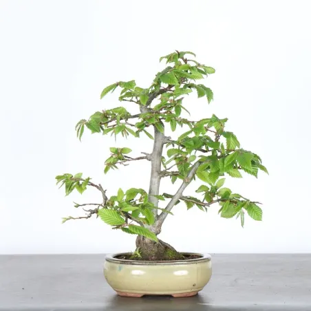 Hornbeam "Carpinus" 2-23