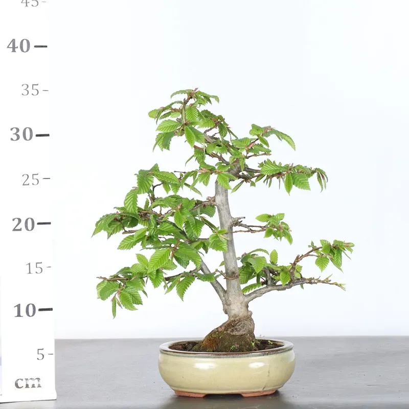 image supplémentaire - CHARME "Carpinus" 2-23