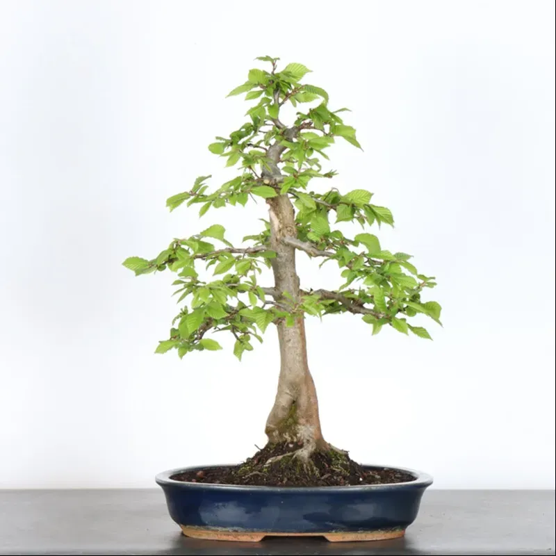 Hornbeam "Carpinus" 3-12