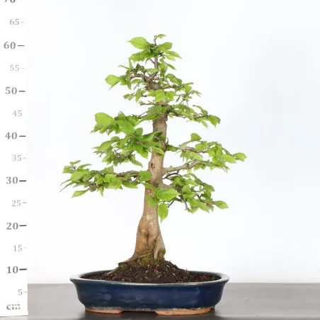 image supplémentaire - CHARME "Carpinus" 3-12