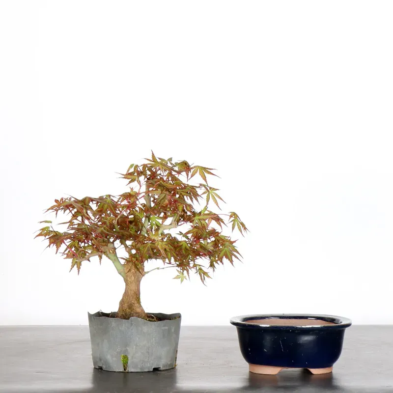 Prébonsai érable à rempoter avec pot n°11