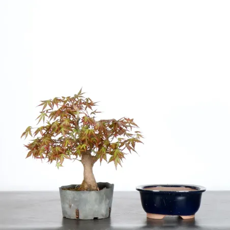 image supplémentaire - Prebonsai maple tree to be...