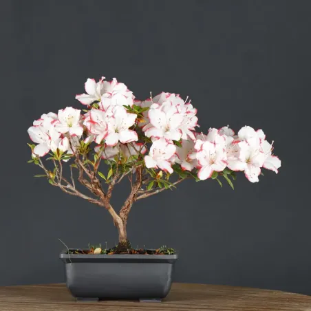 JAPANESE AZALEA 1-1
