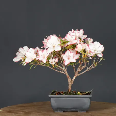 image supplémentaire - BONSAI AZALÉE JAPONAISE 1-1