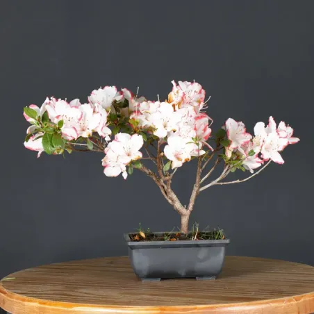 JAPANESE AZALEA 1-2