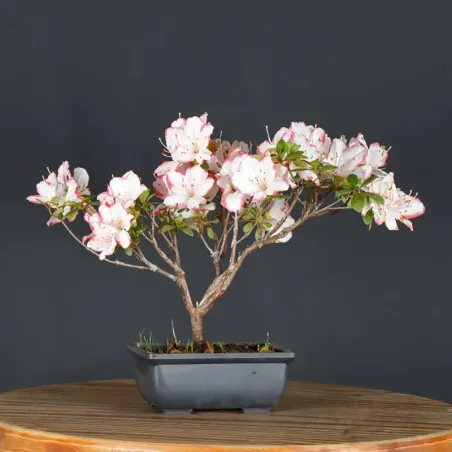 image supplémentaire - BONSAI AZALÉE JAPONAISE 1-2