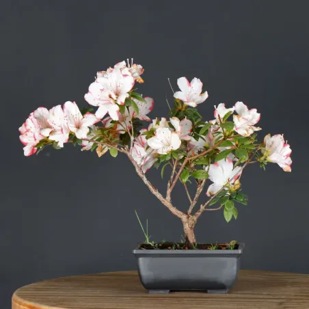 JAPANESE AZALEA 1-3