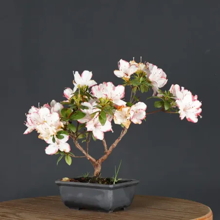 image supplémentaire - JAPANESE AZALEA 1-3