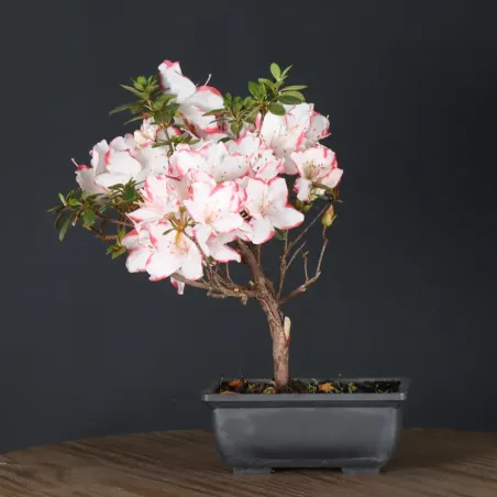 JAPANESE AZALEA 1-4