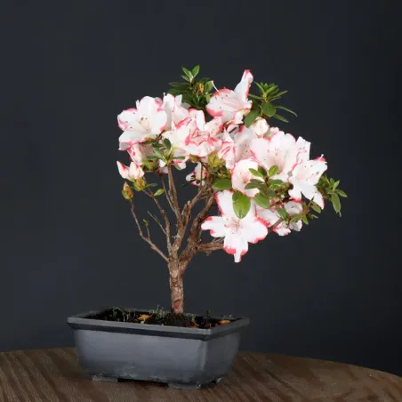 image supplémentaire - JAPANESE AZALEA 1-4