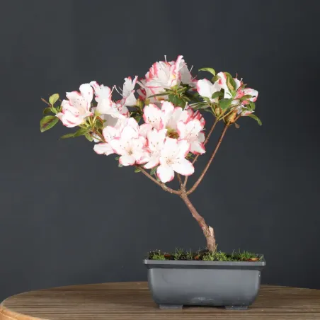 JAPANESE AZALEA  1-5