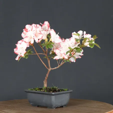 image supplémentaire - BONSAI AZALÉE JAPONAISE 1-5